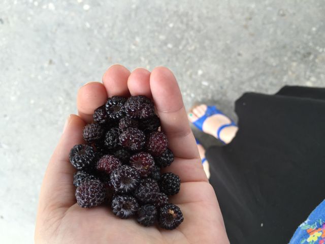 Berries with Danskos