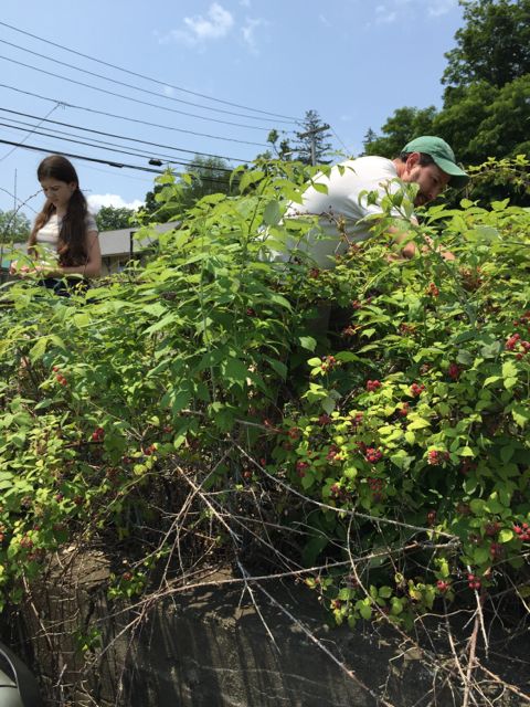 Berry Picking 1