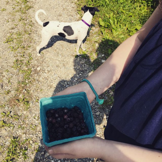 dog with berries